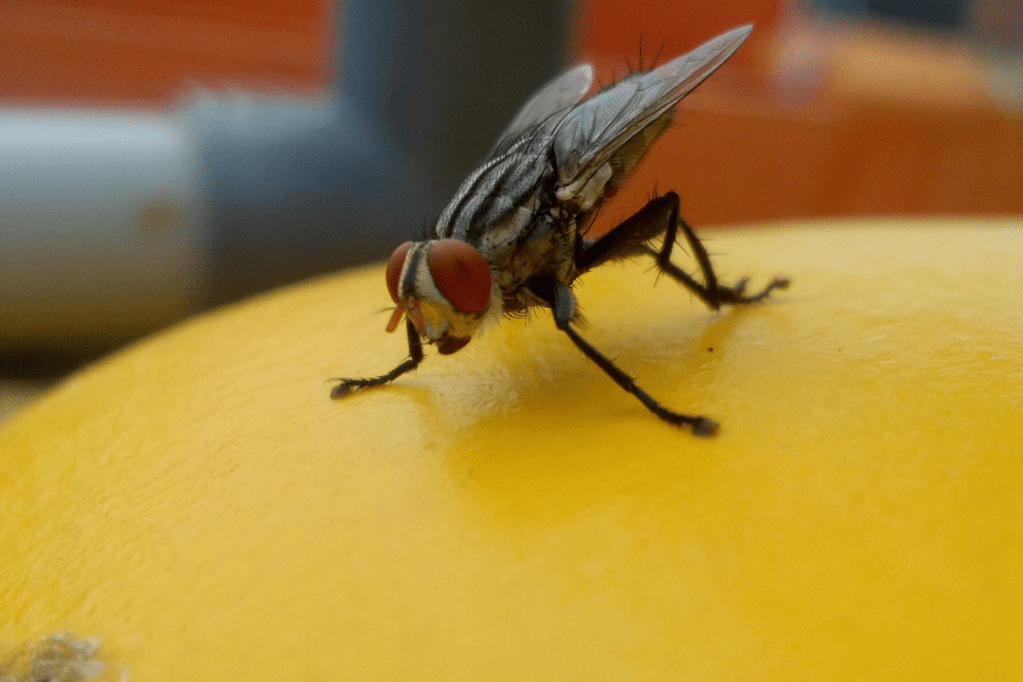 માખીઓને દૂર રાખવા માટે નીચેના અસરકારક અને સરળ ઘરેલુ ઉપાયો અજમાવી&nbsp;શકાય: